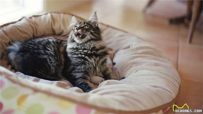 那些可以像狗一样遛的猫咪品种