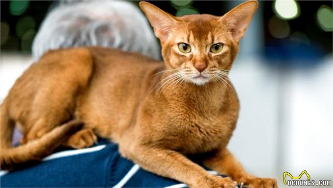 那些可以像狗一样遛的猫咪品种