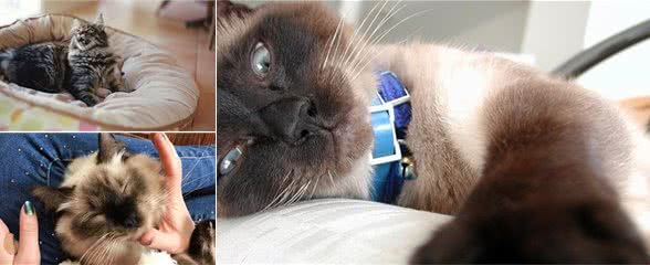 那些可以像狗一样遛的猫咪品种