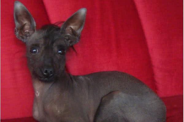 最丑的狗狗品种排行榜,虽说长得不好看,但也有自己的优点!