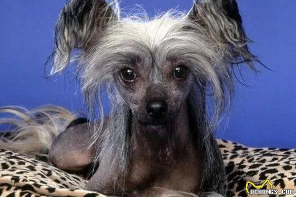 最丑的狗狗品种排行榜,虽说长得不好看,但也有自己的优点!