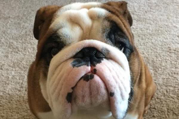 最丑的狗狗品种排行榜,虽说长得不好看,但也有自己的优点!