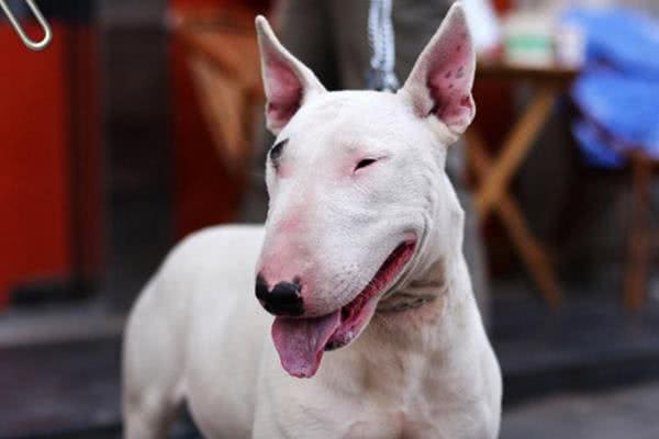 最丑的狗狗品种排行榜,虽说长得不好看,但也有自己的优点!