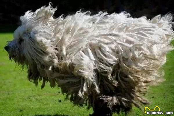 最丑的狗狗品种排行榜,虽说长得不好看,但也有自己的优点!