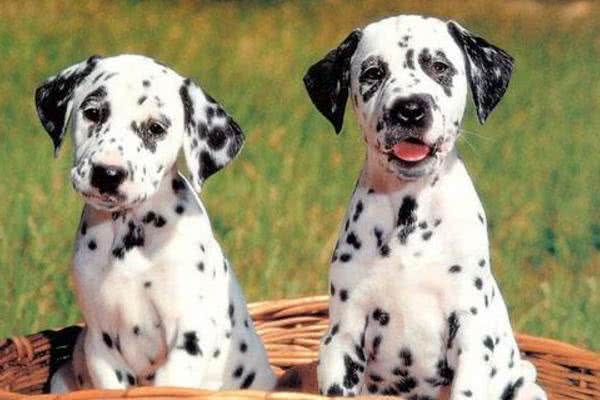 最丑的狗狗品种排行榜,虽说长得不好看,但也有自己的优点!