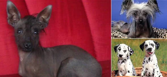 最丑的狗狗品种排行榜,虽说长得不好看,但也有自己的优点!