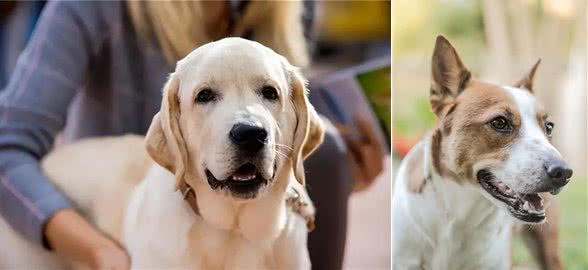 携手共探:十大趣味活动,深化你与狗狗的友谊