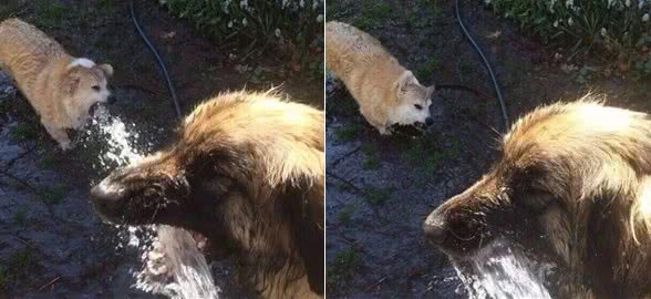 当你还在教你家狗狗坐下的时候，这条狗已经在逗猫了