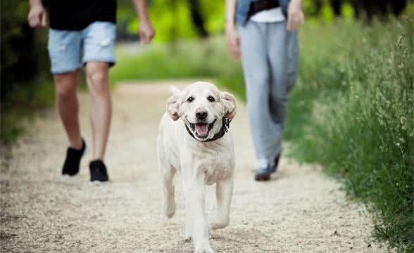 春季如何正确遛狗?看完你学会吗