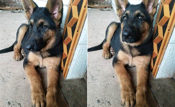 家里养了只德牧看门,只要有人来它都会叫,长得好看门还厉害