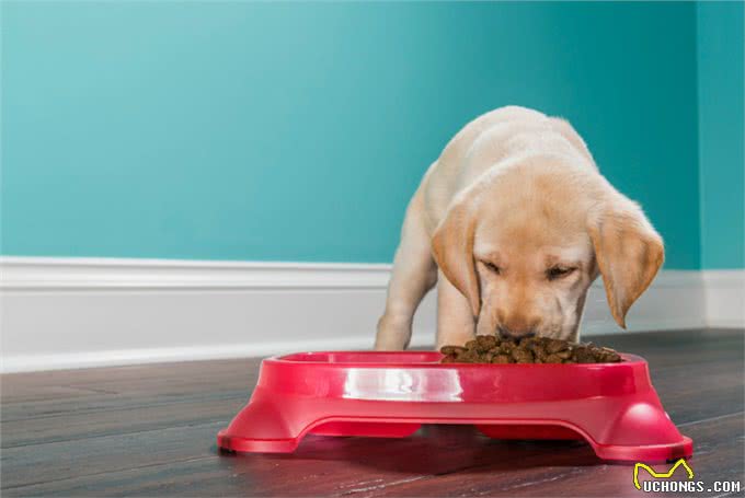 幼犬挑食很严重几天不怎么吃