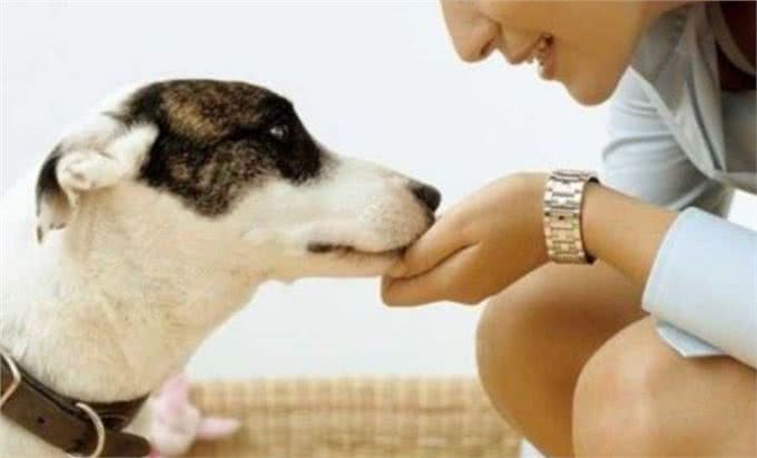 幼犬挑食很严重几天不怎么吃