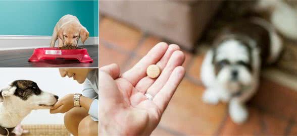 幼犬挑食很严重几天不怎么吃