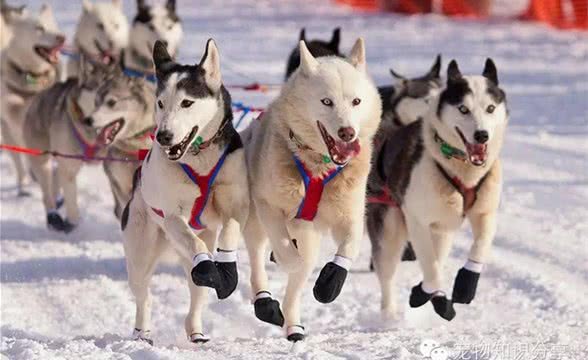 狗粮的分类与选择