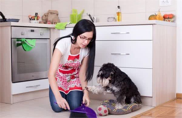 雪纳瑞要怎么训练呢?主人要遵循好这几点