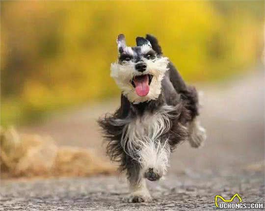 雪纳瑞要怎么训练呢?主人要遵循好这几点