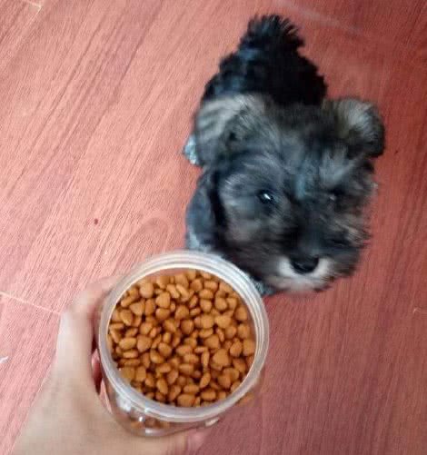 雪纳瑞要怎么训练呢?主人要遵循好这几点