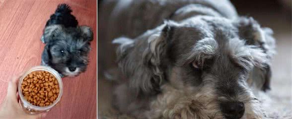 雪纳瑞要怎么训练呢?主人要遵循好这几点