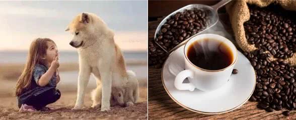 狗狗的饮食禁忌