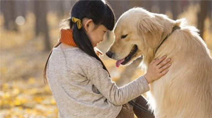 狗狗的内心世界:面部表情透露它们的真实感受!