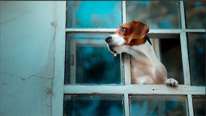 狗狗的内心世界:面部表情透露它们的真实感受!