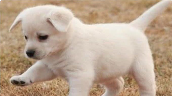 狗狗的内心世界:面部表情透露它们的真实感受!