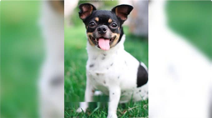 狗狗的内心世界:面部表情透露它们的真实感受!