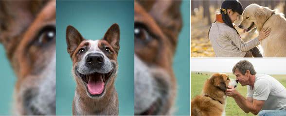 狗狗的内心世界:面部表情透露它们的真实感受!