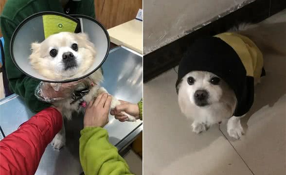 替狗狗存下吧!狗子宫蓄脓治愈方法!