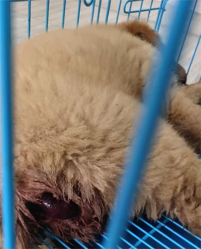 热热乎乎的狗耳朵,藏了多少求救小信号