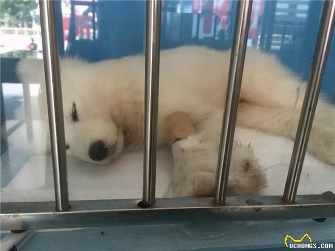 热热乎乎的狗耳朵,藏了多少求救小信号