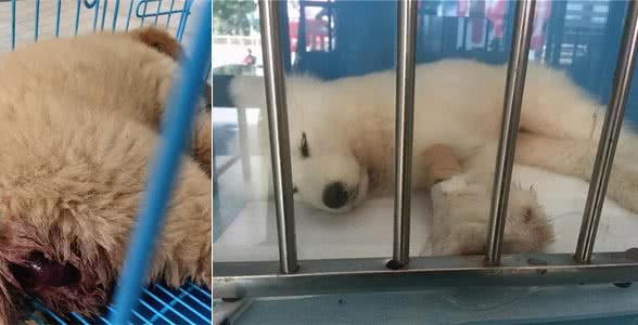 热热乎乎的狗耳朵,藏了多少求救小信号