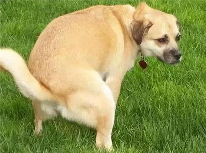 狗狗有这6种行为，说明智商很低，你家狗狗有吗?