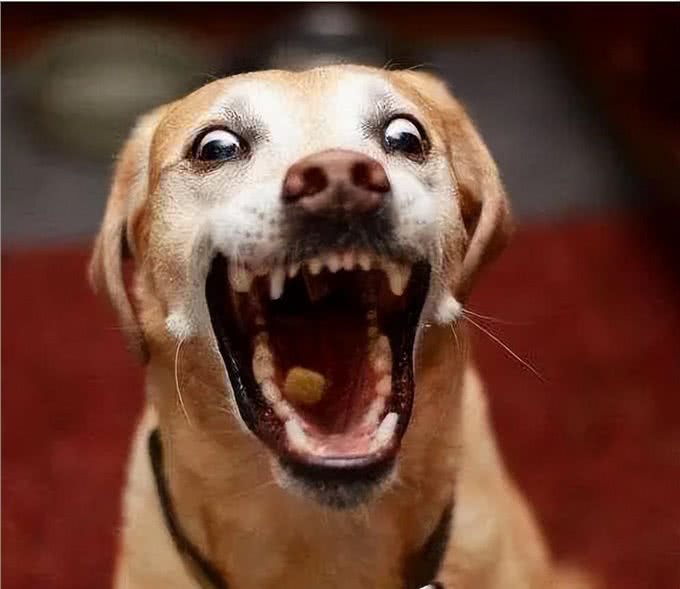 狗狗有这6种行为，说明智商很低，你家狗狗有吗?