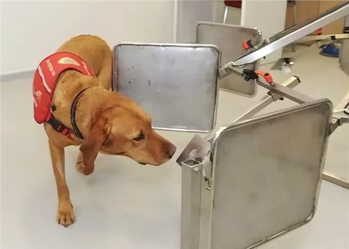 狗狗有这6种行为，说明智商很低，你家狗狗有吗?