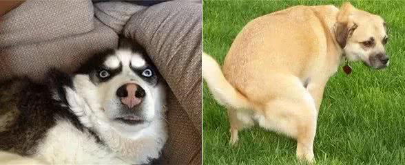 狗狗有这6种行为，说明智商很低，你家狗狗有吗?