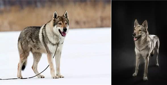 捷克狼犬也称为捷克斯洛伐克威勒科