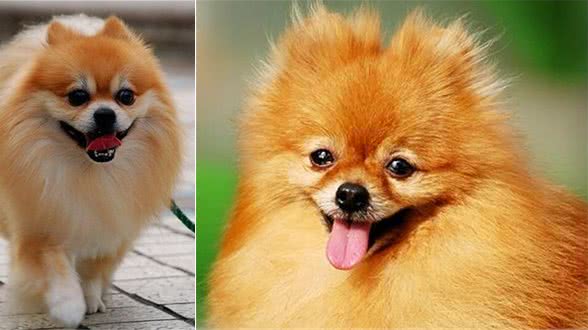 博美犬的足部护理需要注意哪些,作为一名合格的主人你知道吗?