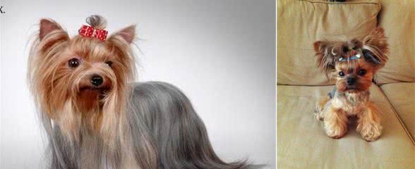 约克夏,可爱的小精灵