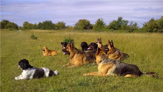 用口令训练狗狗,还是用手势训练狗狗?这两种方法哪个才是最优选