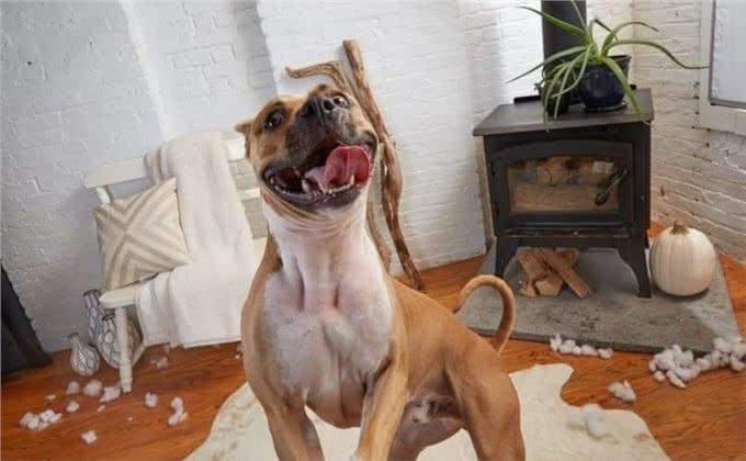 用口令训练狗狗，还是用手势训练狗狗?这两种方法哪个才是最优选