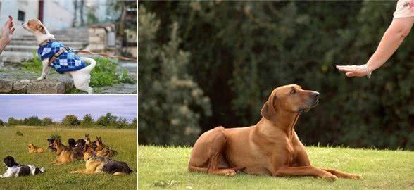 用口令训练狗狗,还是用手势训练狗狗?这两种方法哪个才是最优选