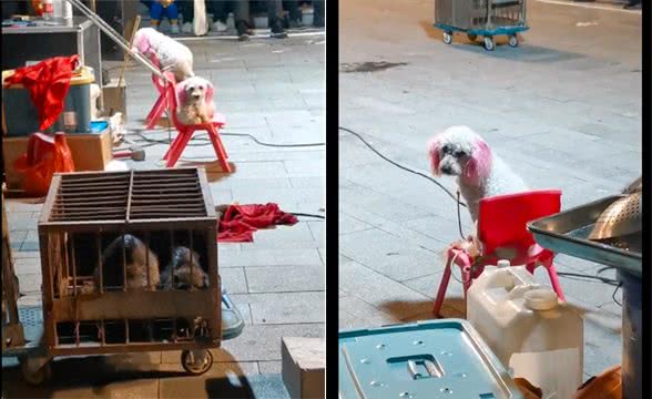 马戏团里的狗狗没自由,没命令不敢下板凳,眼神里好羡慕宠物犬!