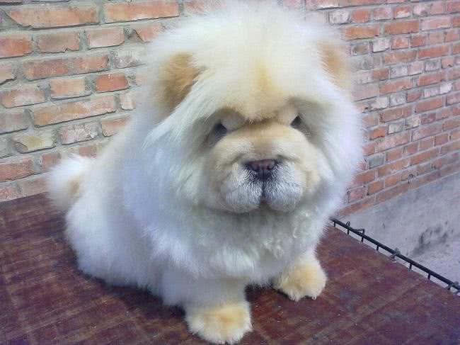 寿命最长的六种狗,我国神犬毫无疑问霸气坐稳第一