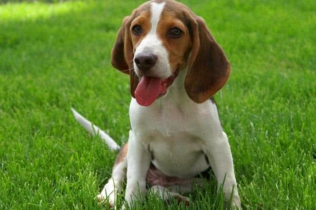 寿命最长的六种狗,我国神犬毫无疑问霸气坐稳第一