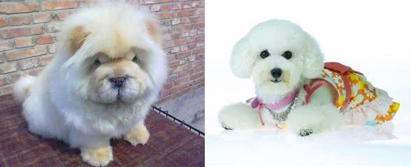 寿命最长的六种狗,我国神犬毫无疑问霸气坐稳第一