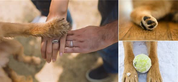 冬天太冷了,4个细节,帮你的狗狗做好爪垫护理