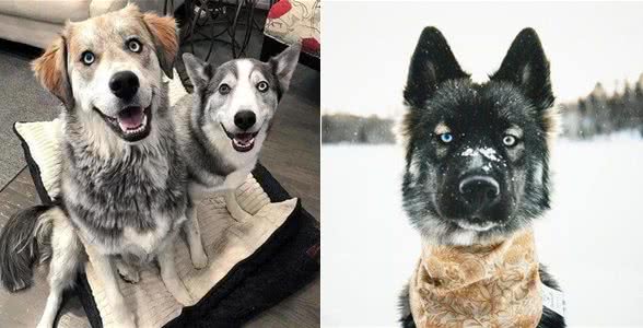 从朋友家接回一只萨摩,养了几个月后悔:敢情还是个混血儿?