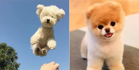 狗狗毛发干枯什么原因,狗狗毛发粗糙怎么办