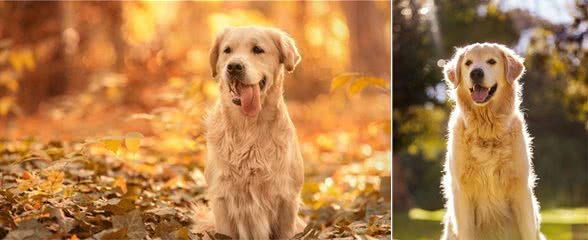 如何有效地训练你的金毛犬